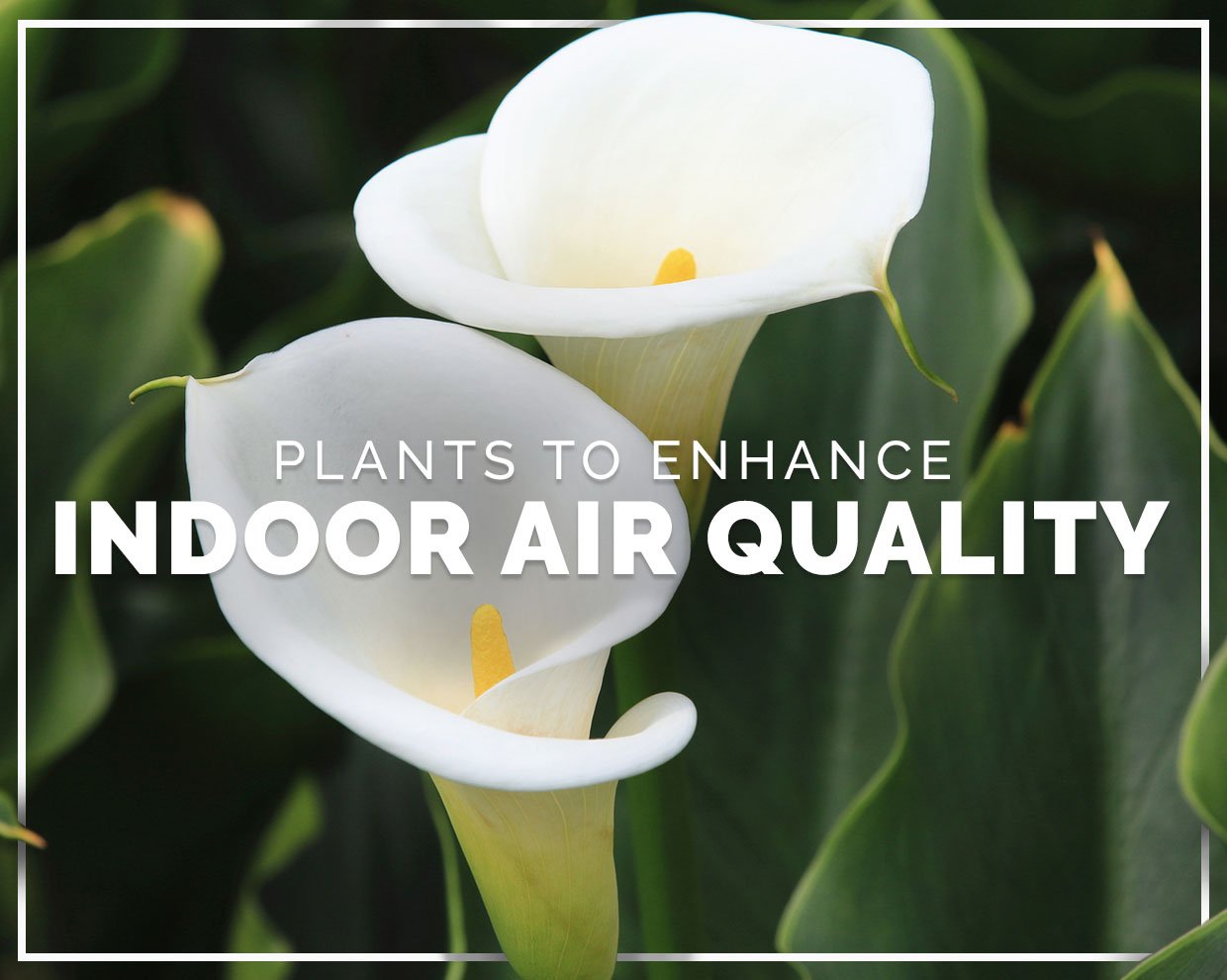 Plants to enhance your indoor air quality at home or work